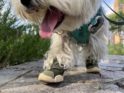 RIFRUF Dog Sneakers Caesar 1