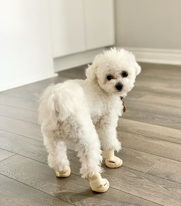 RIFRUF Dog Sneakers Caesar 1