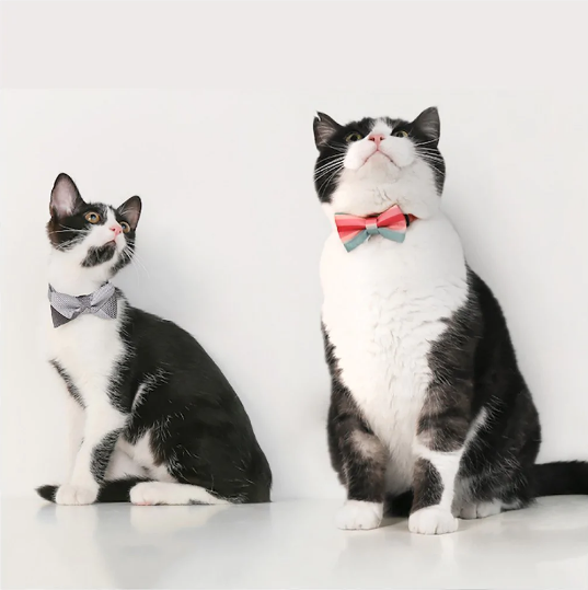 Pidan Cat Bow Tie Collar