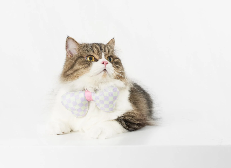 Pidan Pet 3D Bowtie for Cats